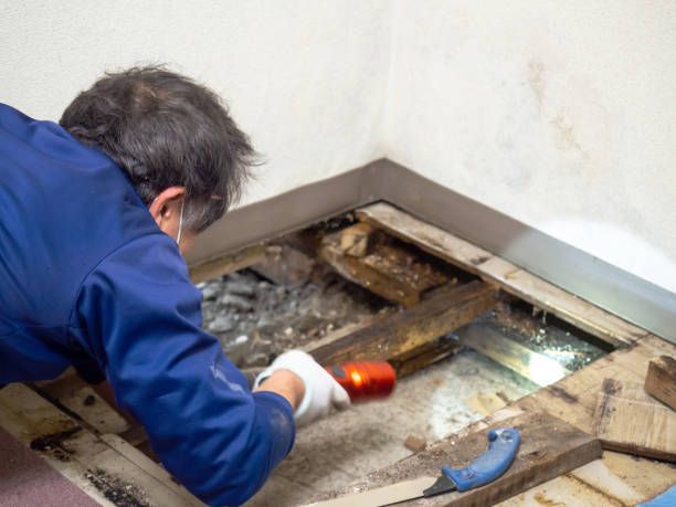 Best Residential Mold Remediation in Six Mile, SC