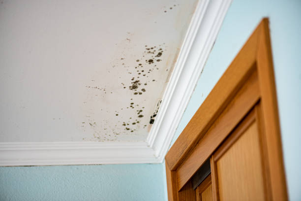 Best Preventive Mold Services in Six Mile, SC