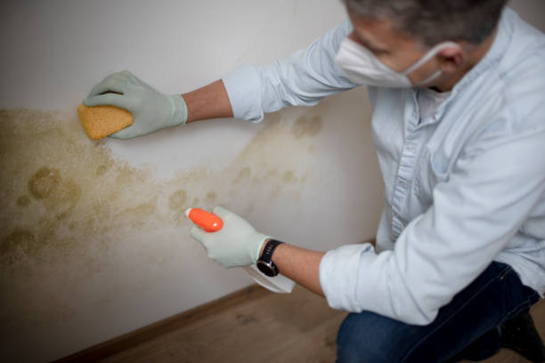 Best Mold Remediation for Schools in Six Mile, SC