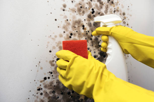 Best Insurance-Related Mold Remediation in Six Mile, SC